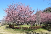 古民家と河津桜（自然の村公園）